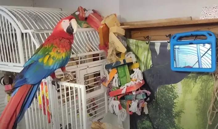 Как одинокие попугаи общаются по видеосвязи