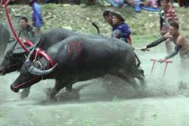 Захватывающие гонки буйволов снова проходят в Таиланде