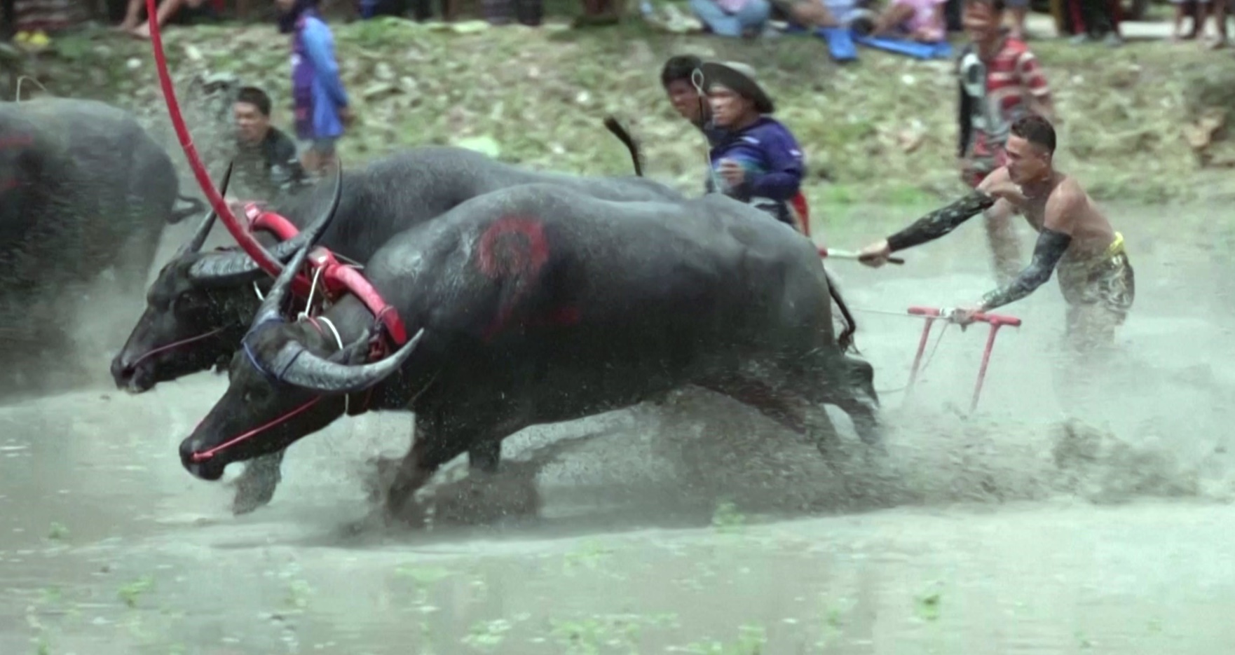 Захватывающие гонки буйволов снова проходят в Таиланде