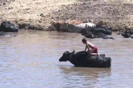 В Турции буйволы спасаются от жары в прудах