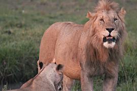 Всемирный день льва: какие угрозы существуют для больших кошек в Африке