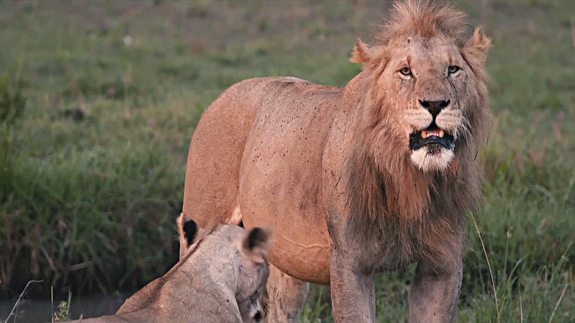 Всемирный день льва: какие угрозы существуют для больших кошек в Африке