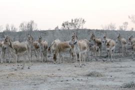 Заповедник в Казахстане заселяют оленями и куланами, чтобы возродить популяцию тигров