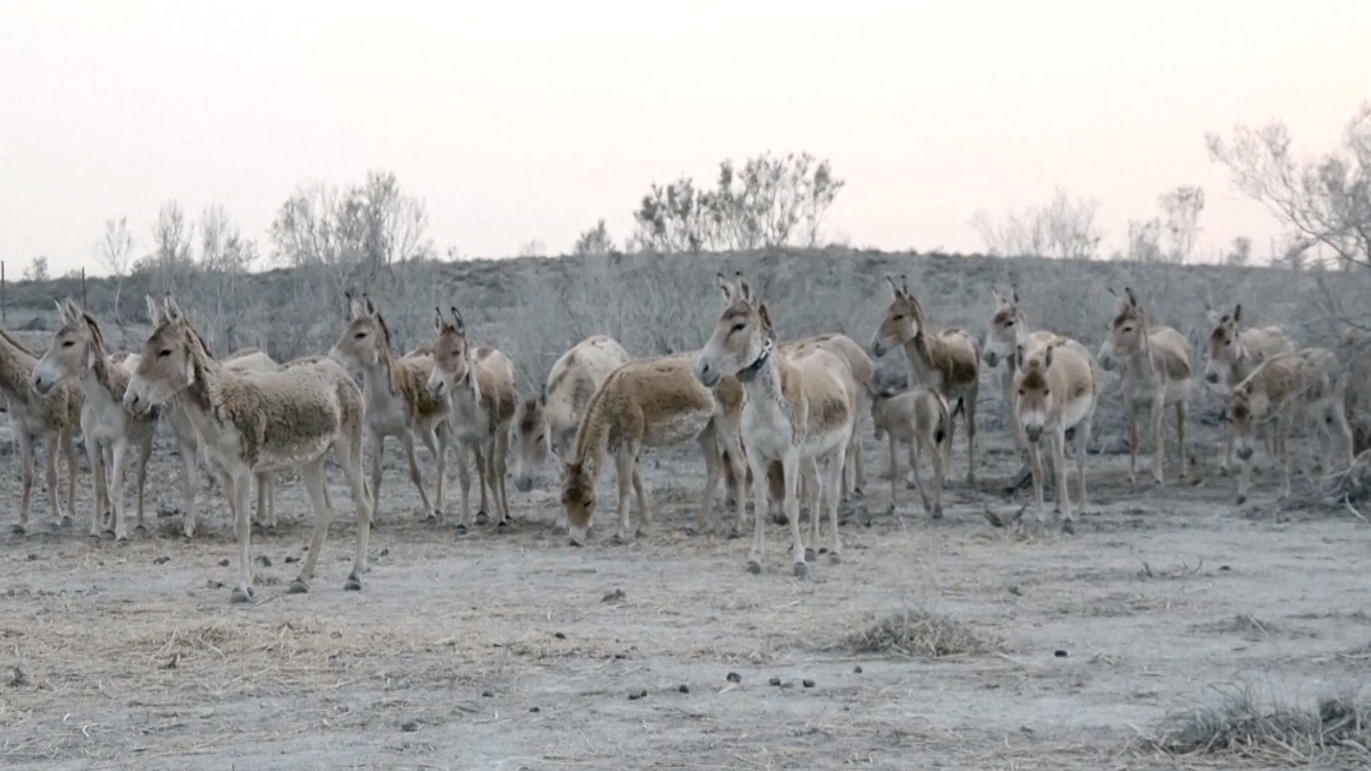 Заповедник в Казахстане заселяют оленями и куланами, чтобы возродить популяцию тигров