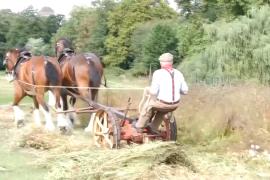 Лошадям породы шайр доверили скосить траву на экспериментальном лугу в Кембридже