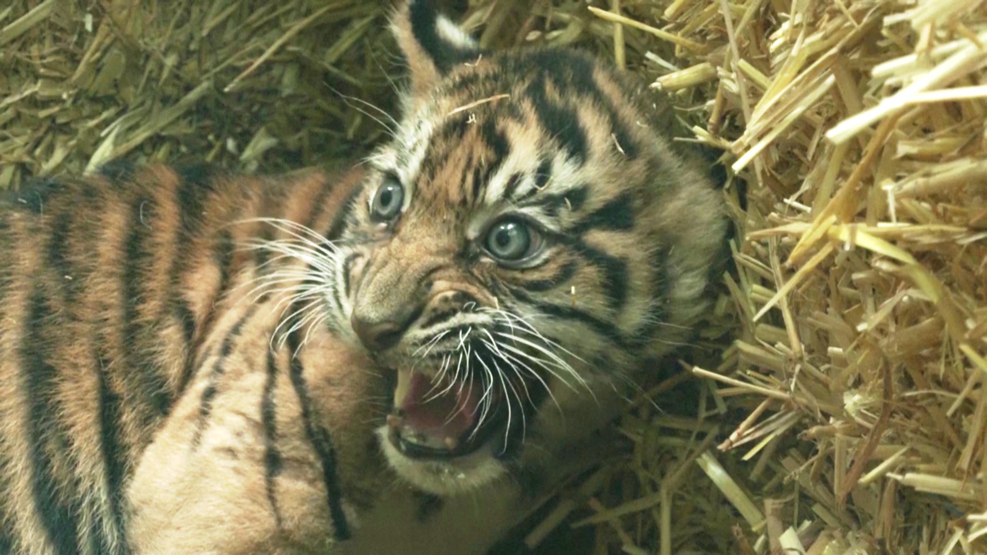 Редких суматранских тигрят представил публике Франкфуртский зоопарк