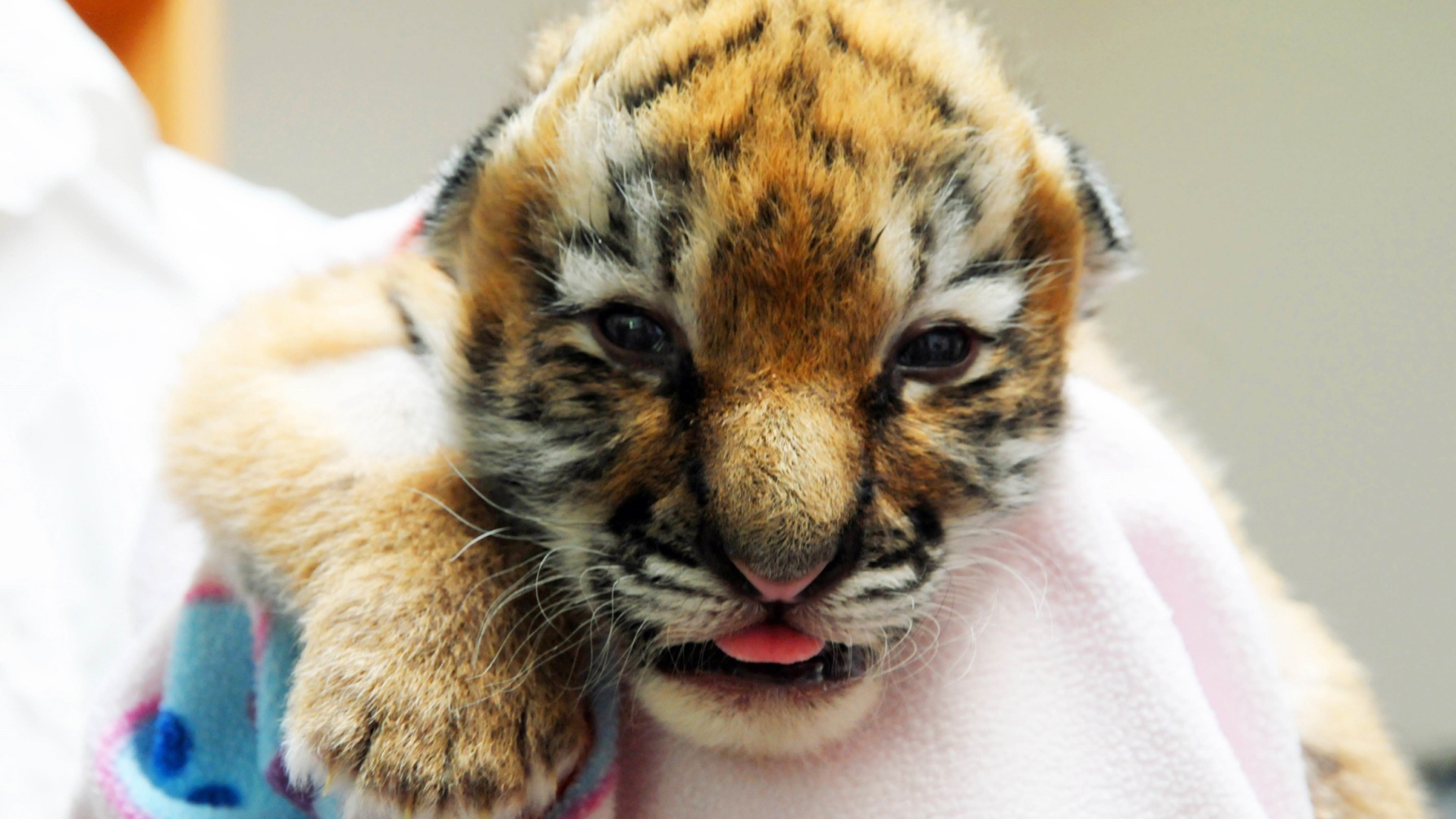 В зоопарке в Индии родились сразу трое тигрят
