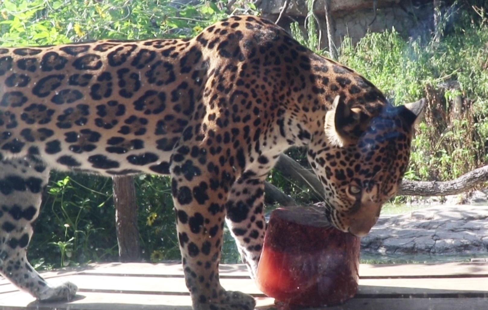 «Мясное мороженое» готовят в жару для хищников в зоопарке в Хьюстоне