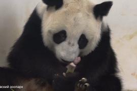 В России впервые родился детёныш большой панды