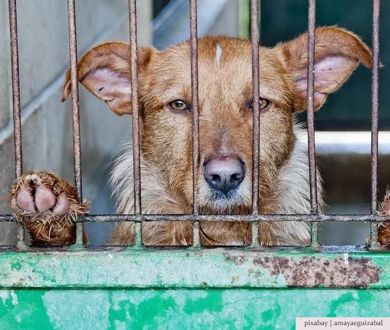 Как заботятся о бездомных собаках на улицах Перу и Турции