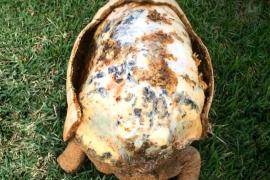 Раненная черепаха получила новый панцирь, напечатанный на 3D-принтере