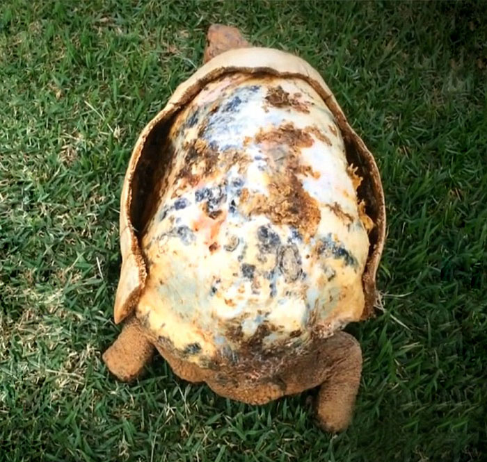 Раненная черепаха получила новый панцирь, напечатанный на 3D-принтере