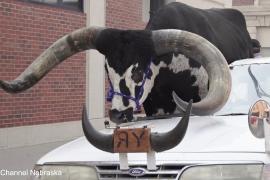 В США по дороге разъезжал автомобиль с быком на пассажирском сиденье