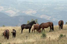 Сербия: как фермер помогает одичавшим лошадям
