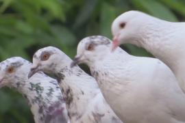 Архаичное хобби или сохранение традиции: как живут московские голубятни