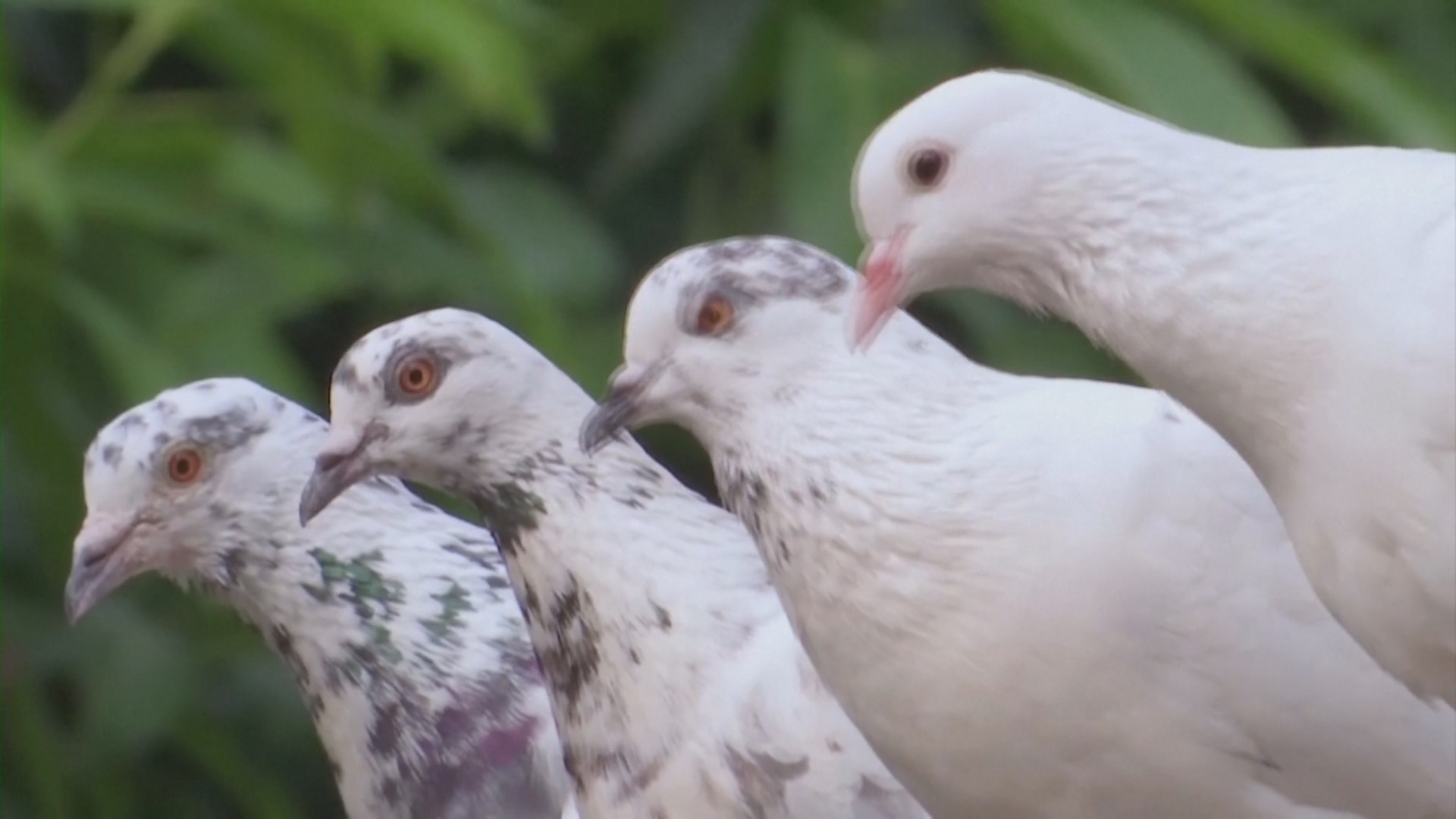 Архаичное хобби или сохранение традиции: как живут московские голубятни