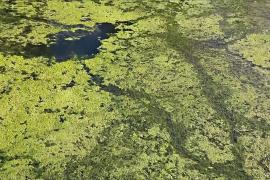 Знаменитое немецкое озеро закрыли из-за токсичных водорослей