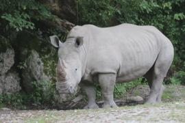Носорог убил смотрителя в зоопарке Зальцбурга