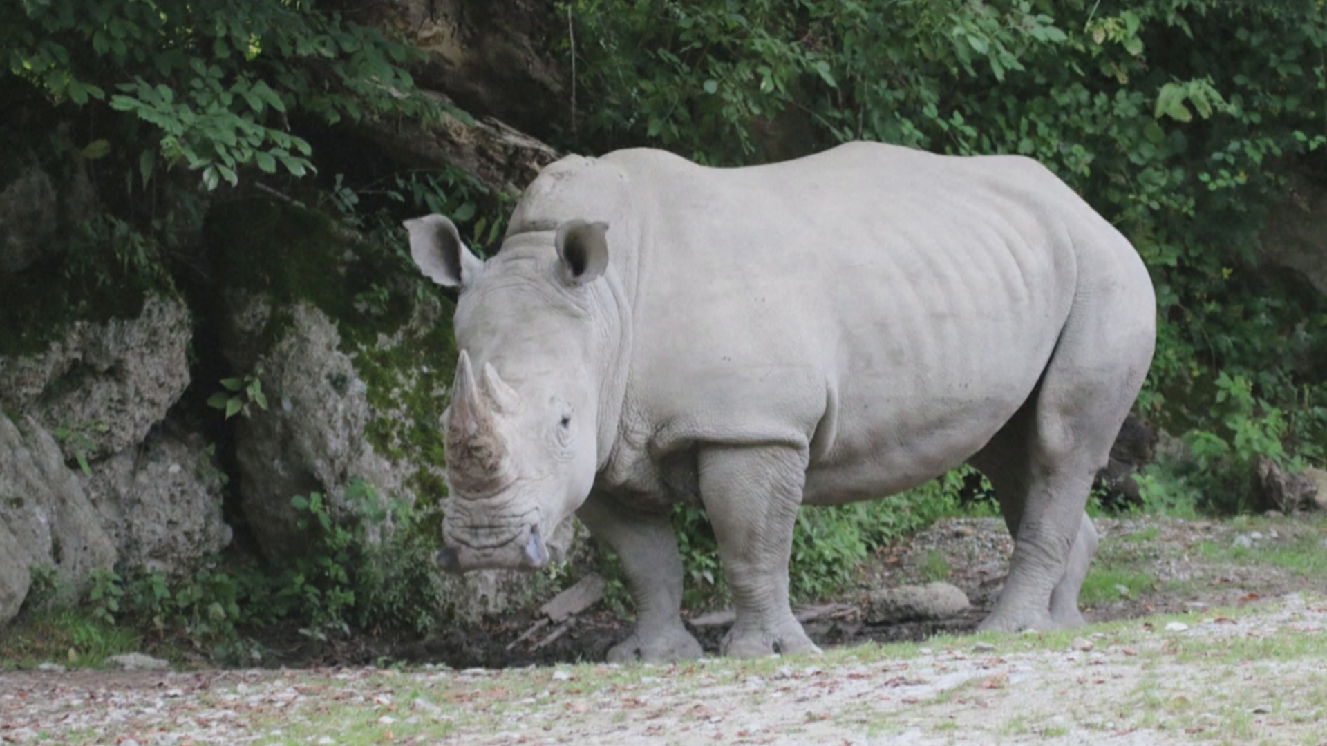 Носорог убил смотрителя в зоопарке Зальцбурга