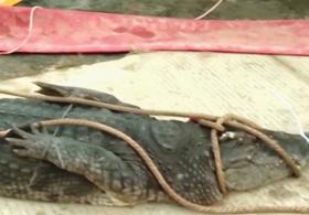 В Китае из-за наводнения с фермы сбежали десятки опасных рептилий