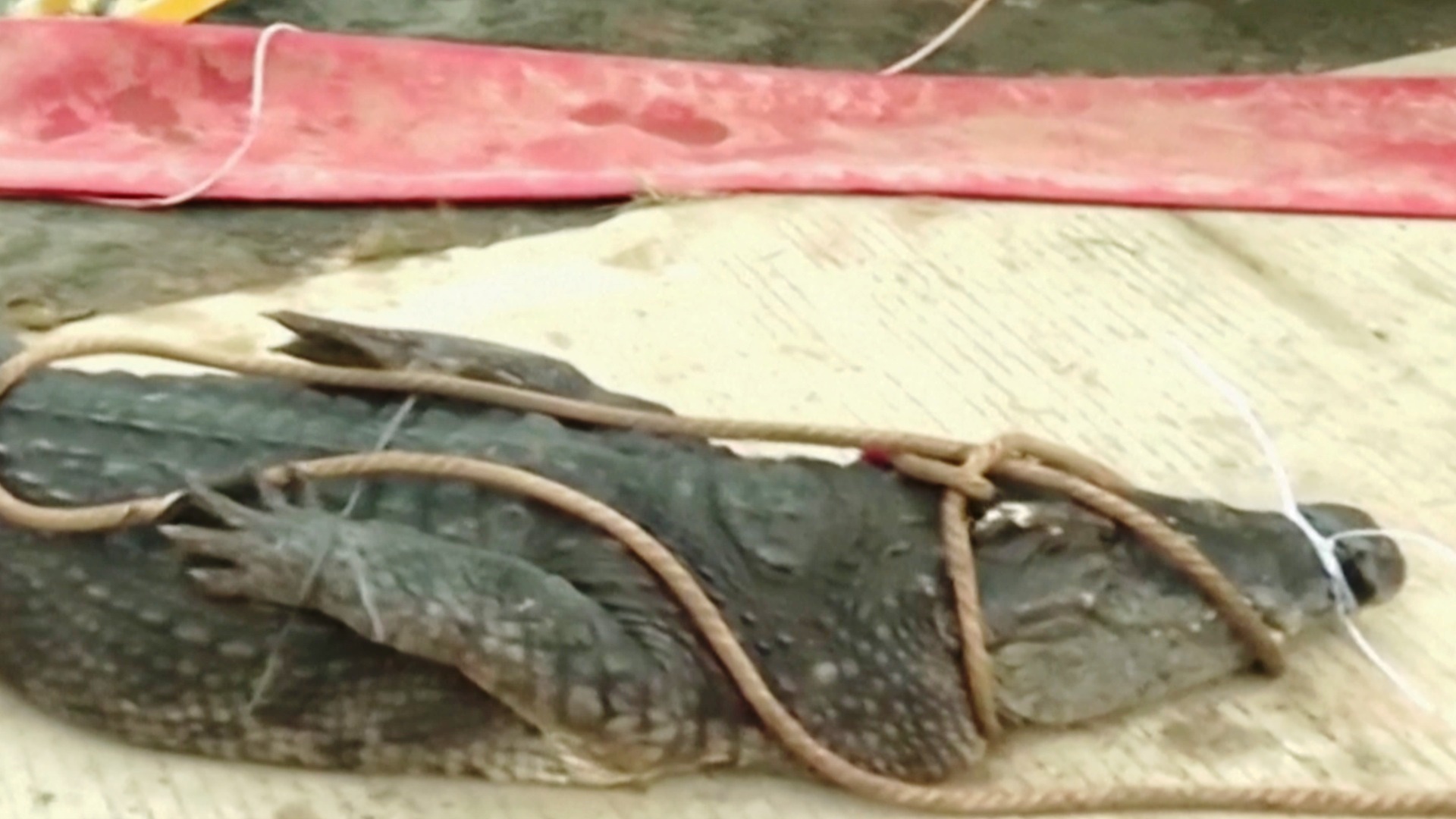 В Китае из-за наводнения с фермы сбежали десятки опасных рептилий