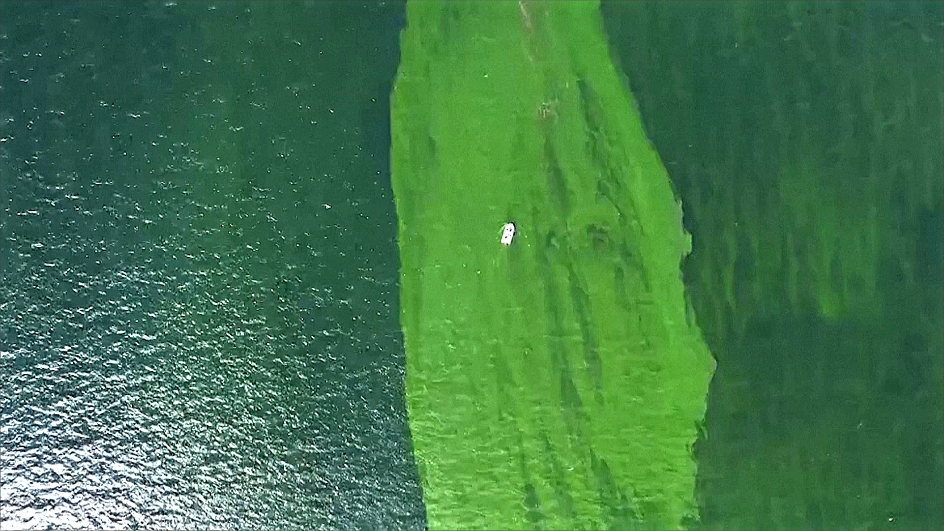 «Мёртвая зона» образовалась в Сиамском заливе у берегов Таиланда из-за планктона