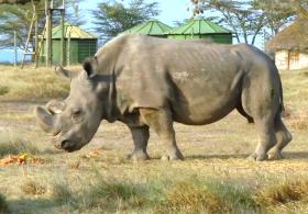 2000 носорогов, выращенных на ферме, выпустят в дикую природу