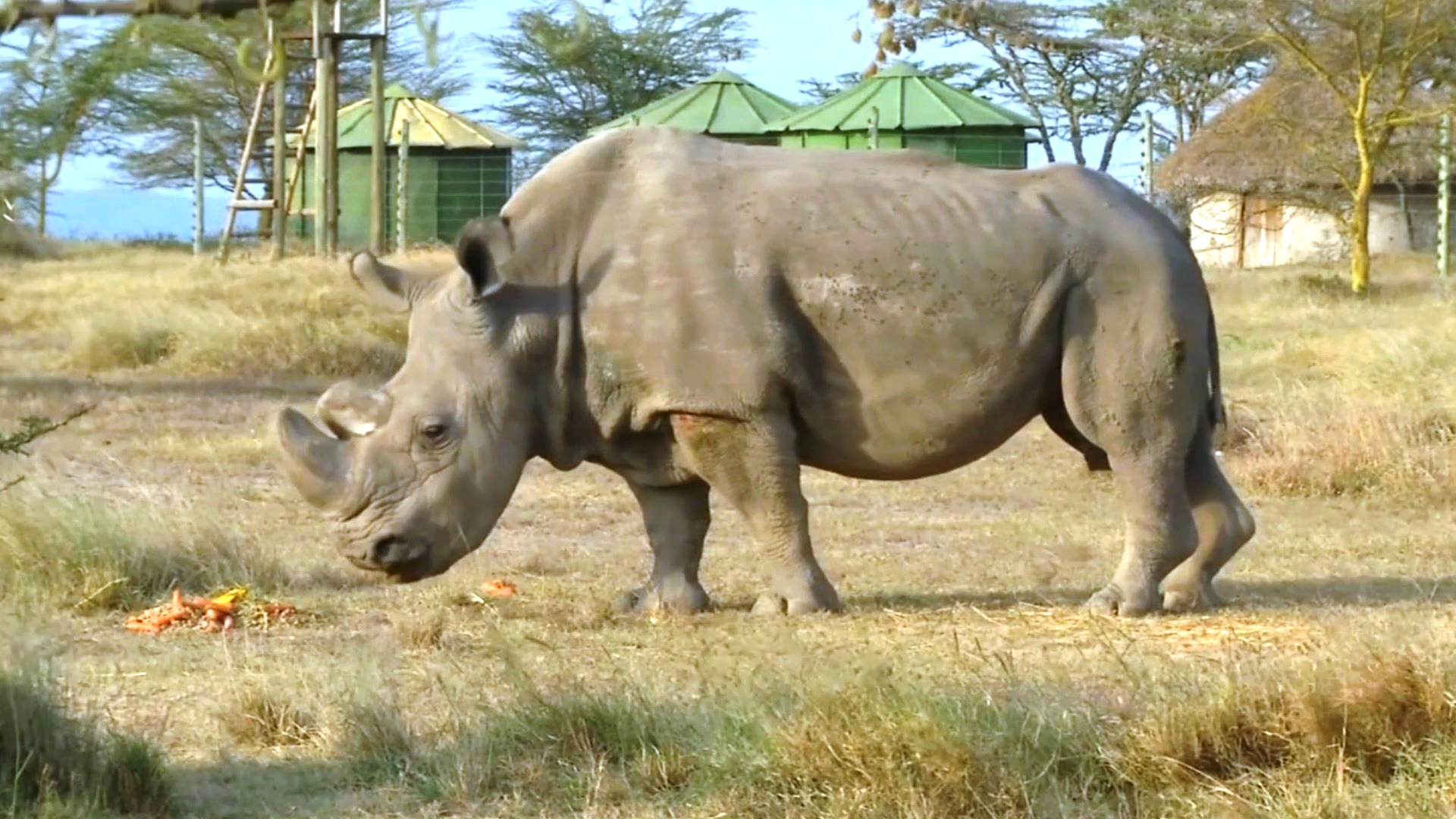 2000 носорогов, выращенных на ферме, выпустят в дикую природу