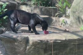 Как питомцам зоопарка в Рио-де-Жанейро помогают пережить жару