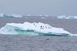 Площадь льда в океане вокруг Антарктиды достигла рекордно низкого уровня