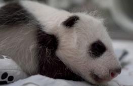 Детёныш панды в Московском зоопарке подрастает