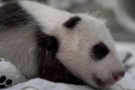 Детёныш панды в Московском зоопарке подрастает