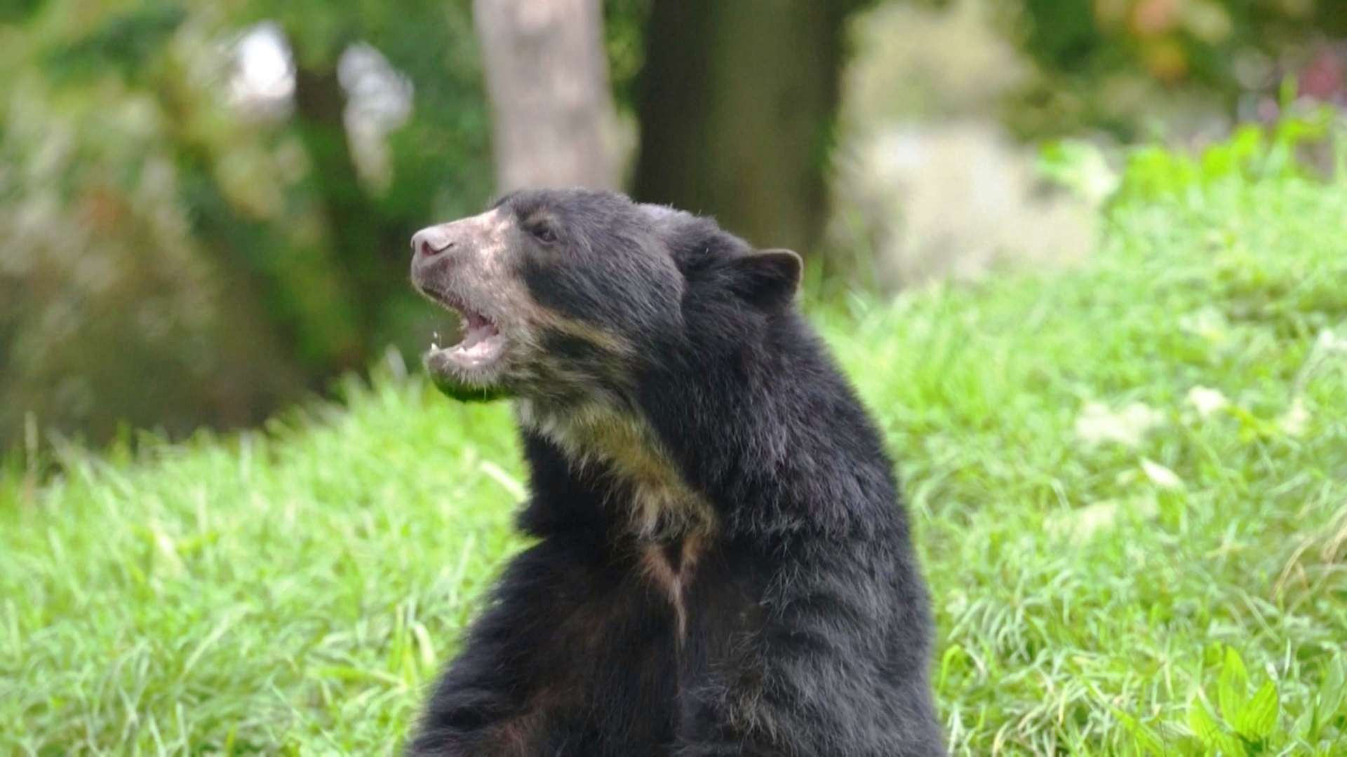 Редкий андский медведь приехал в Честерский зоопарк спасать свой вид