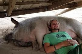 Приют срочно ищет волонтёров для программы помощи свиньям