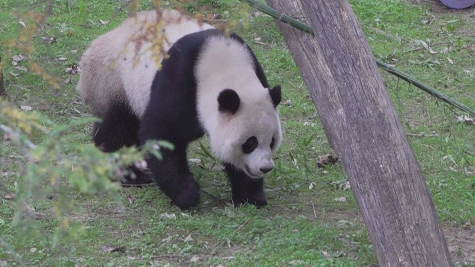 Панд из зоопарка в Вашингтоне вернут в Китай