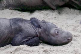 В Индонезии родился редкий суматранский носорог
