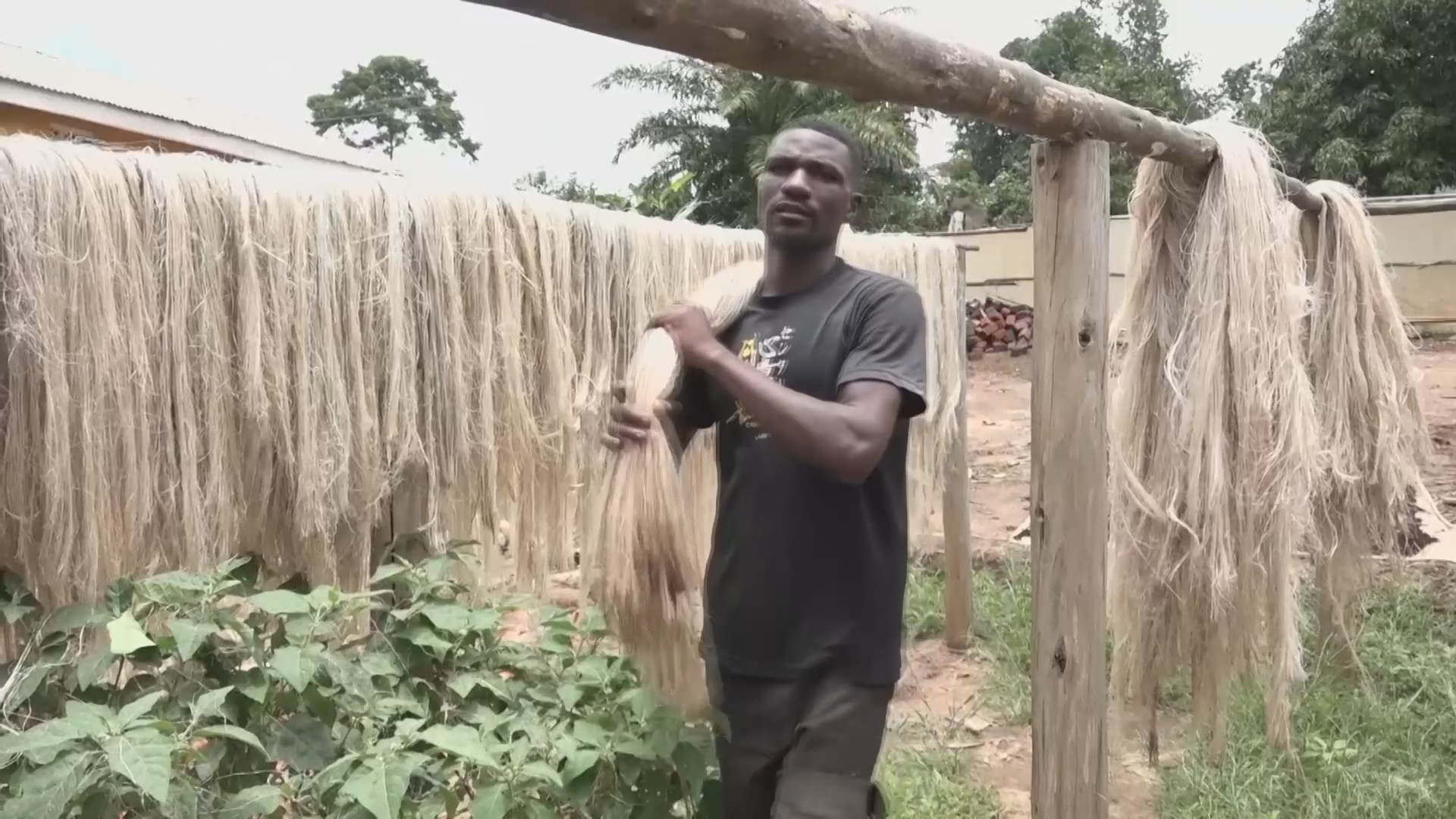 Угандийский стартап зарабатывает на ненужных банановых стеблях