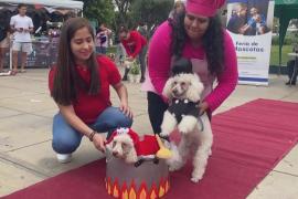 В Перу собаки и их владельцы поучаствовали в конкурсе костюмов на Хэллоуин