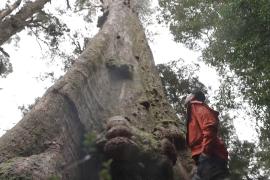 Как туризм спасёт самые высокие деревья Австралии