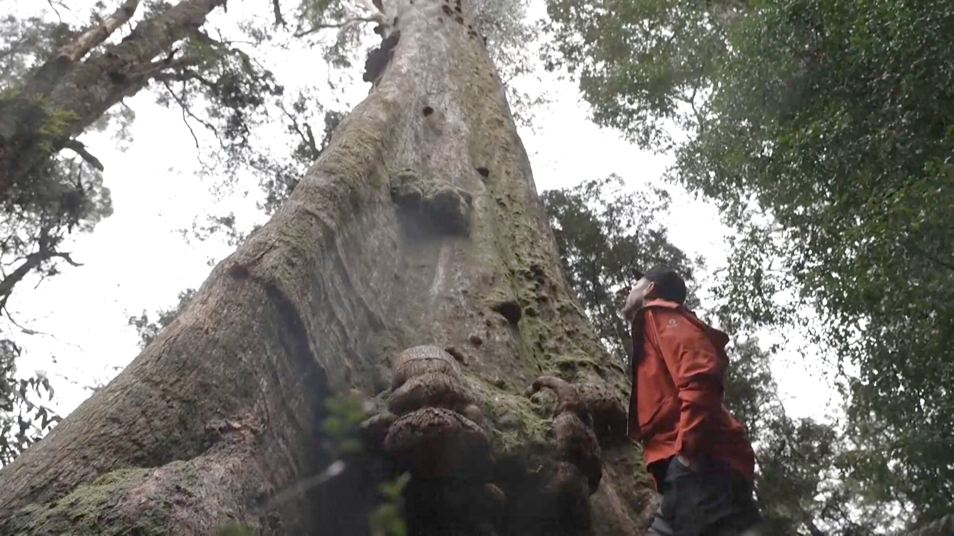 Как туризм спасёт самые высокие деревья Австралии