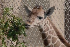 Детёныш жирафа родился в зоопарке в Калифорнии