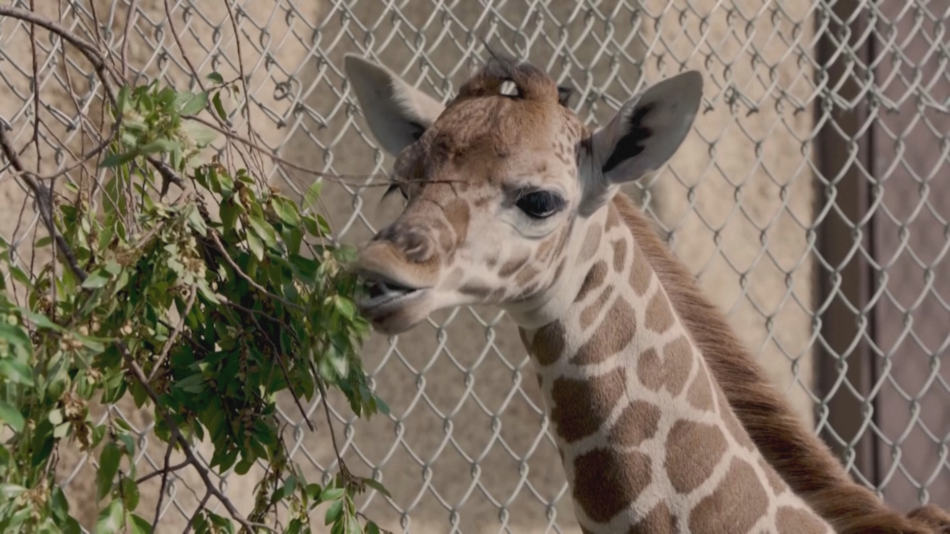 Детёныш жирафа родился в зоопарке в Калифорнии