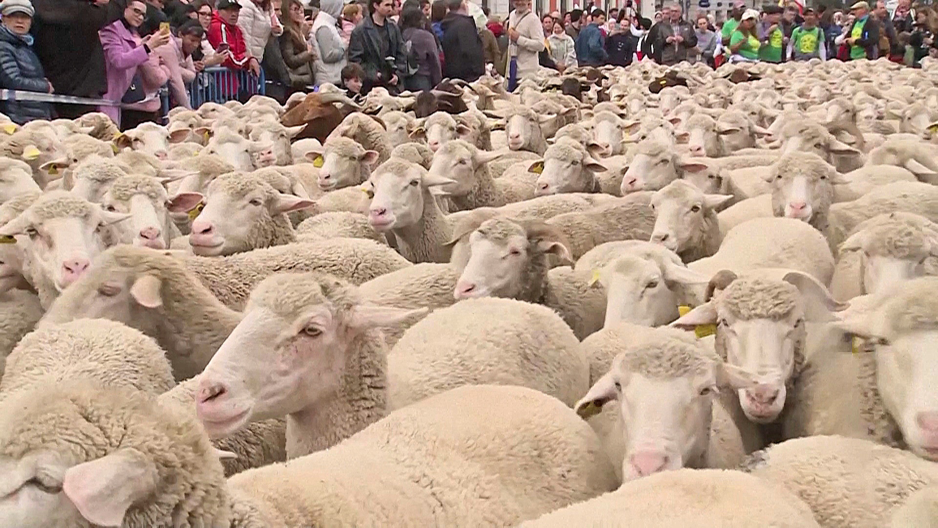 Стада овец и коз заполонили центр Мадрида
