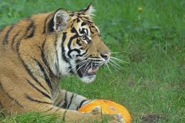 Как тигры и комодский дракон празднуют Хэллоуин в Лондонском зоопарке
