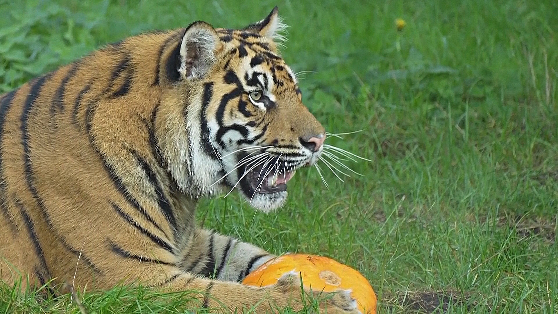 Как тигры и комодский дракон празднуют Хэллоуин в Лондонском зоопарке