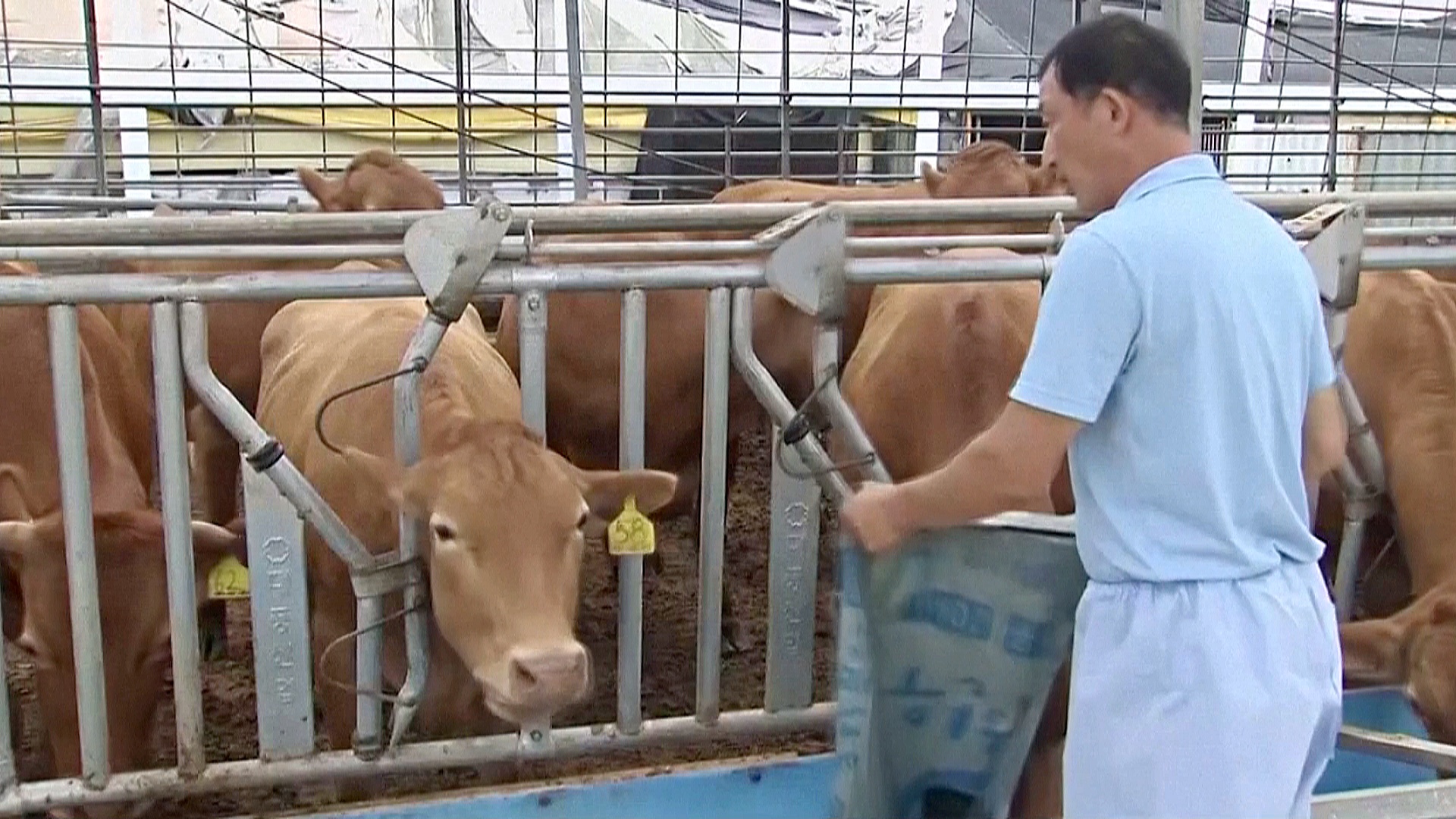 4 000 000 коров вакцинируют от вируса в Южной Корее