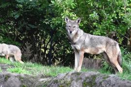 Американские красные волки: осмотр у стоматолога и уроки воя