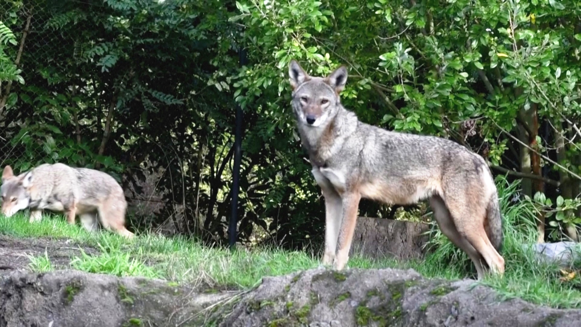 Американские красные волки: осмотр у стоматолога и уроки воя