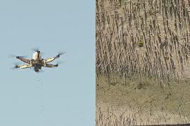 Как дроны помогают сажать мангровые леса в Абу-Даби
