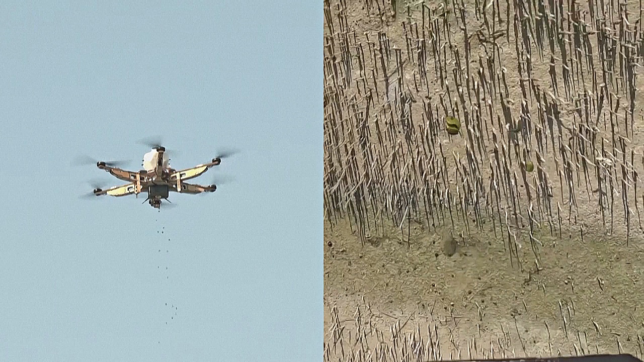 Как дроны помогают сажать мангровые леса в Абу-Даби